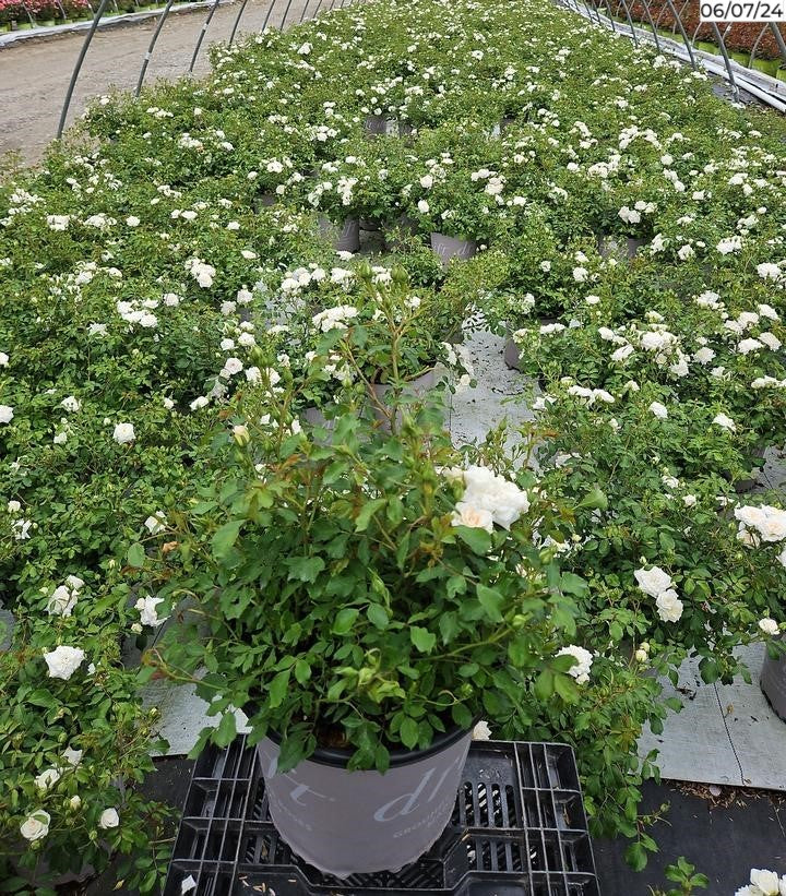Side view of White Drift® Rose showing plant spread.