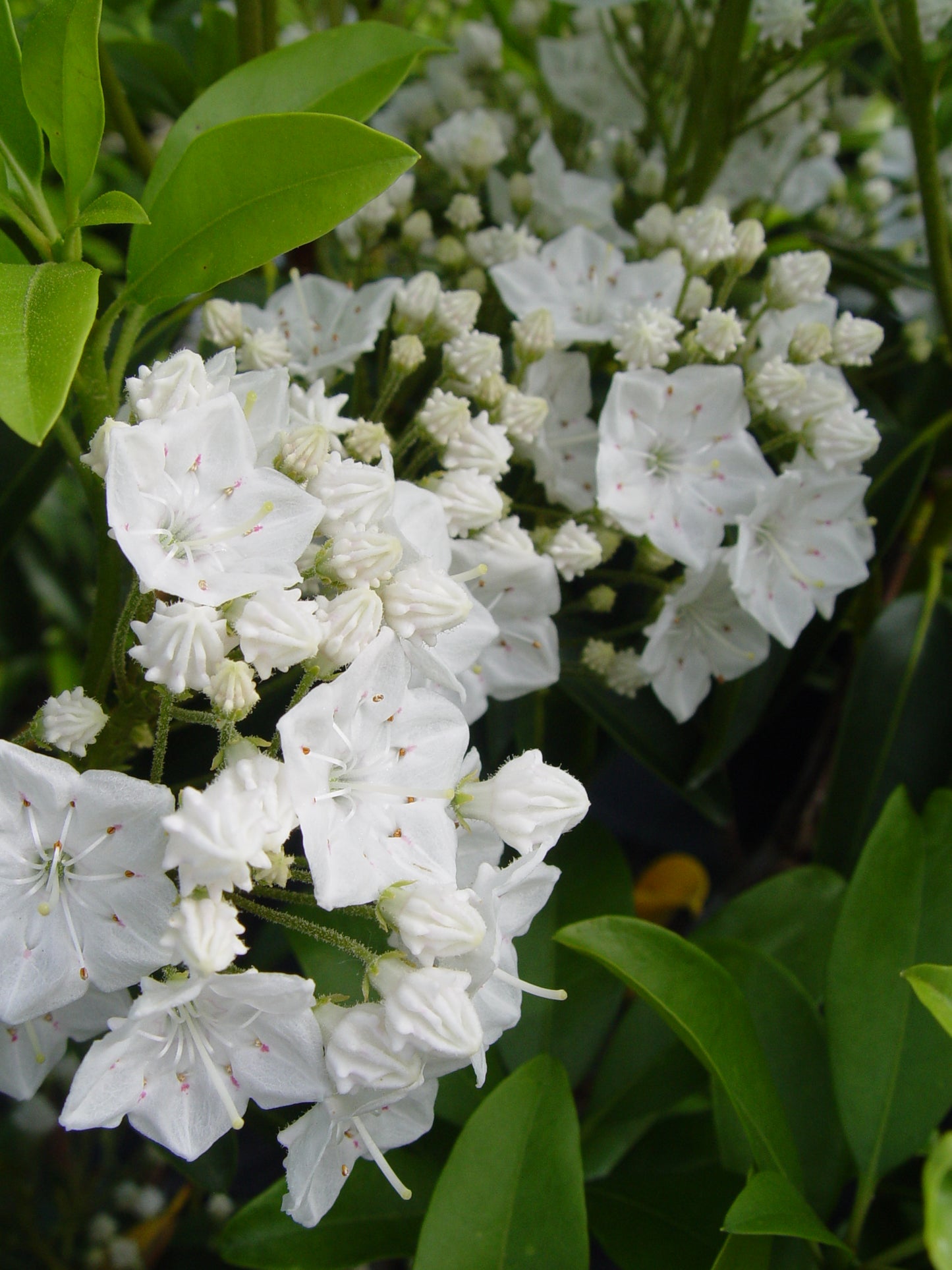 Snowdrift Mountain Laurel White flowers with green leaves in a natural setting