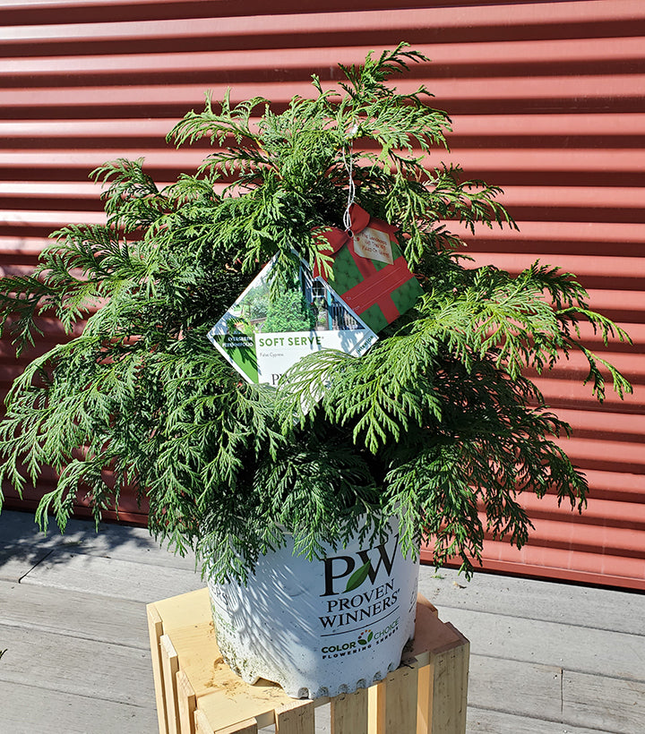 Soft Serve® False Cypress with plant tag