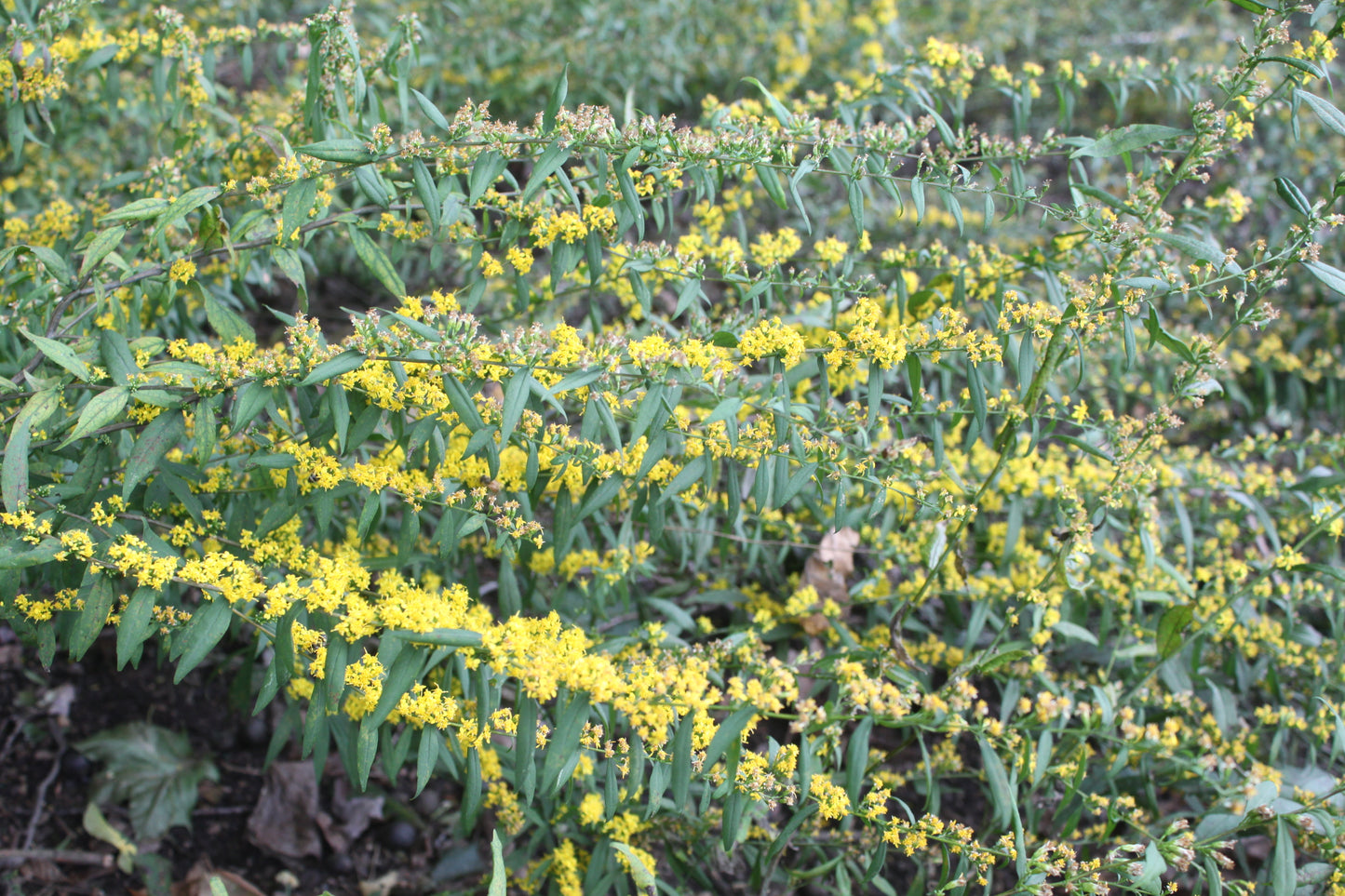 Blue Stem Goldenrod