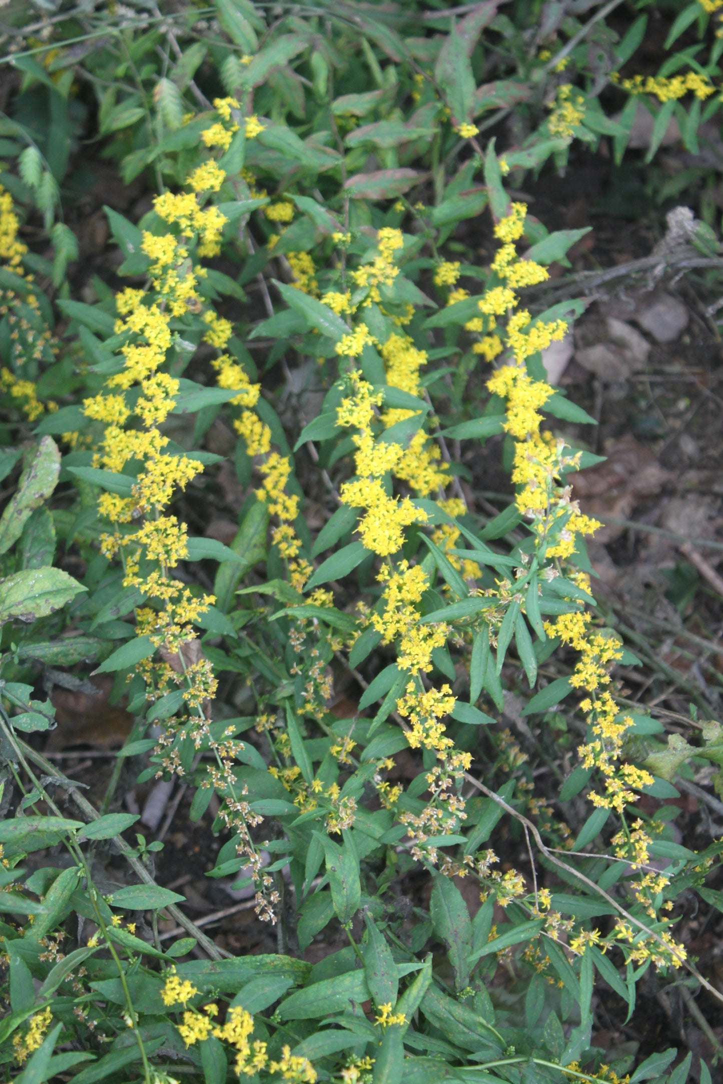 Blue Stem Goldenrod