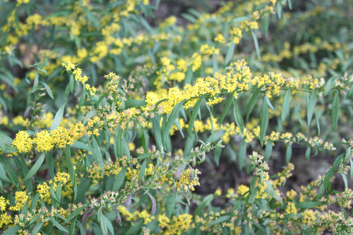 Blue Stem Goldenrod