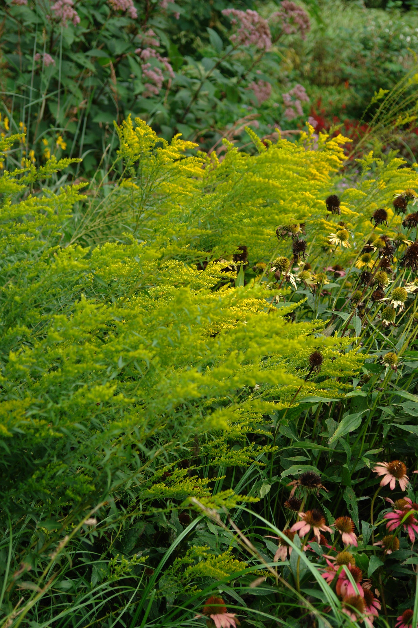Solidago odora