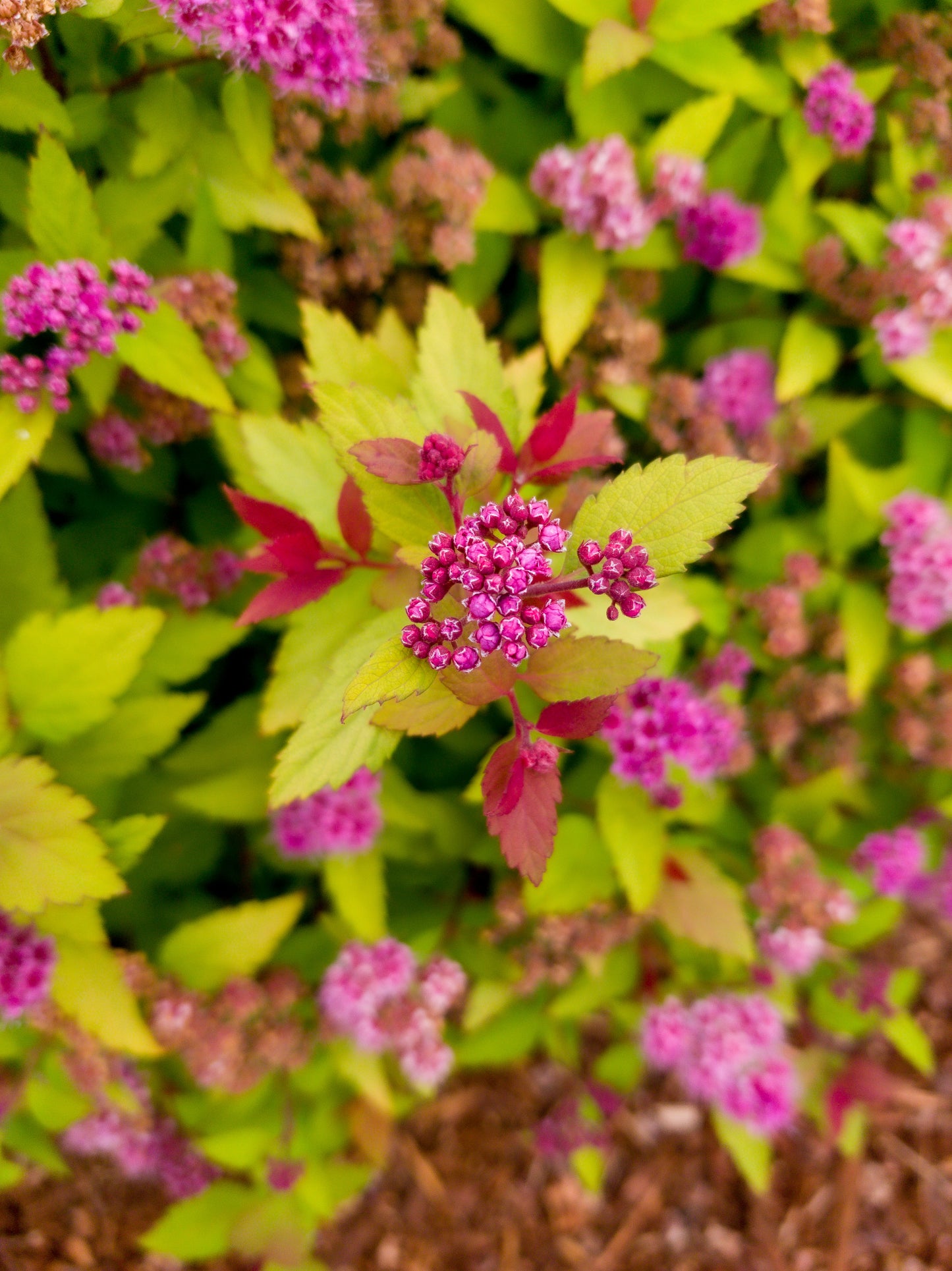 Spiraea Poprocks Rainbow Fizz™