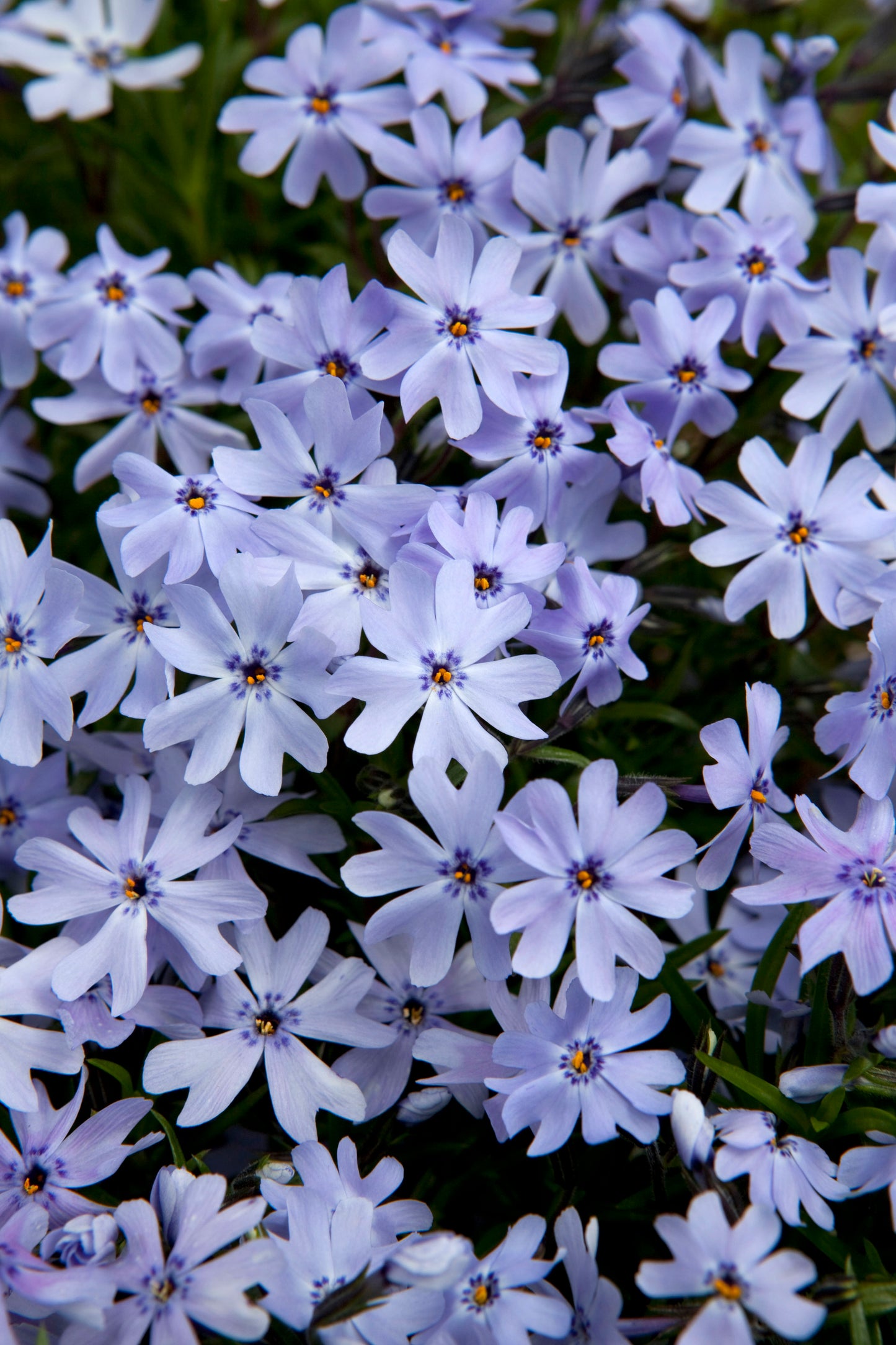 Spring Blue Moss Phlox covered in bloom