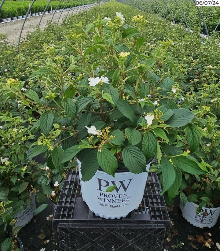Steady Eddy® Doublefile Viburnum in nursery