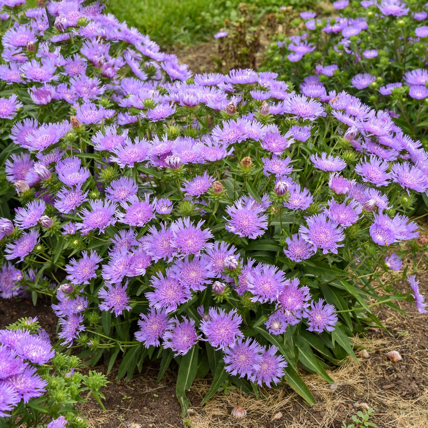 Stoke's aster