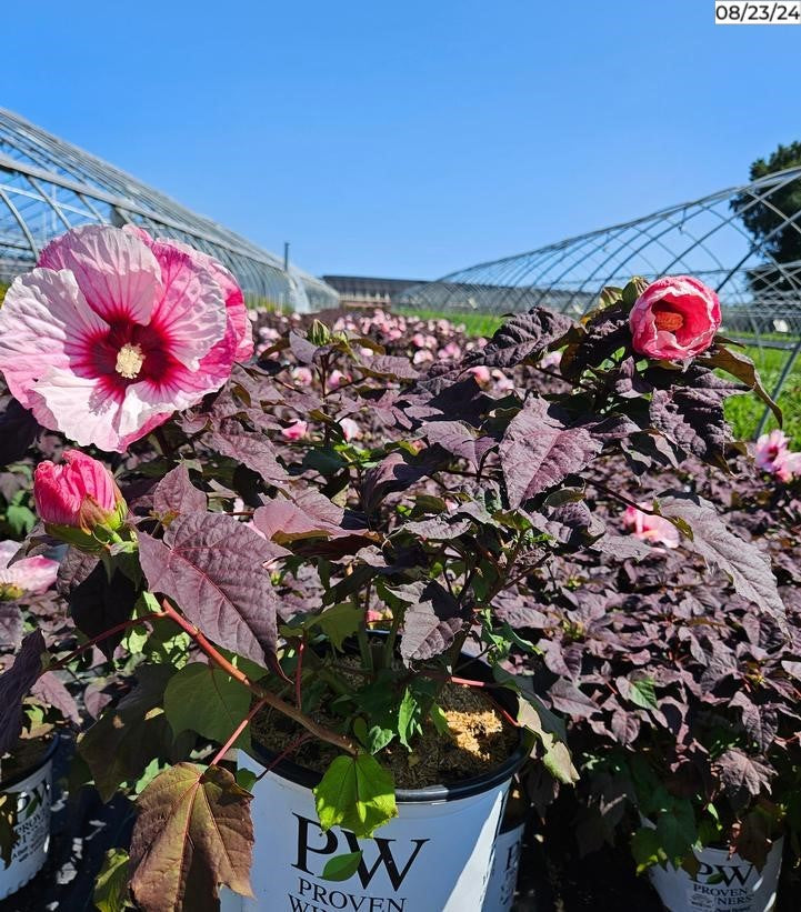 Summerific® Perfect Storm Rose Mallo with dark foliage