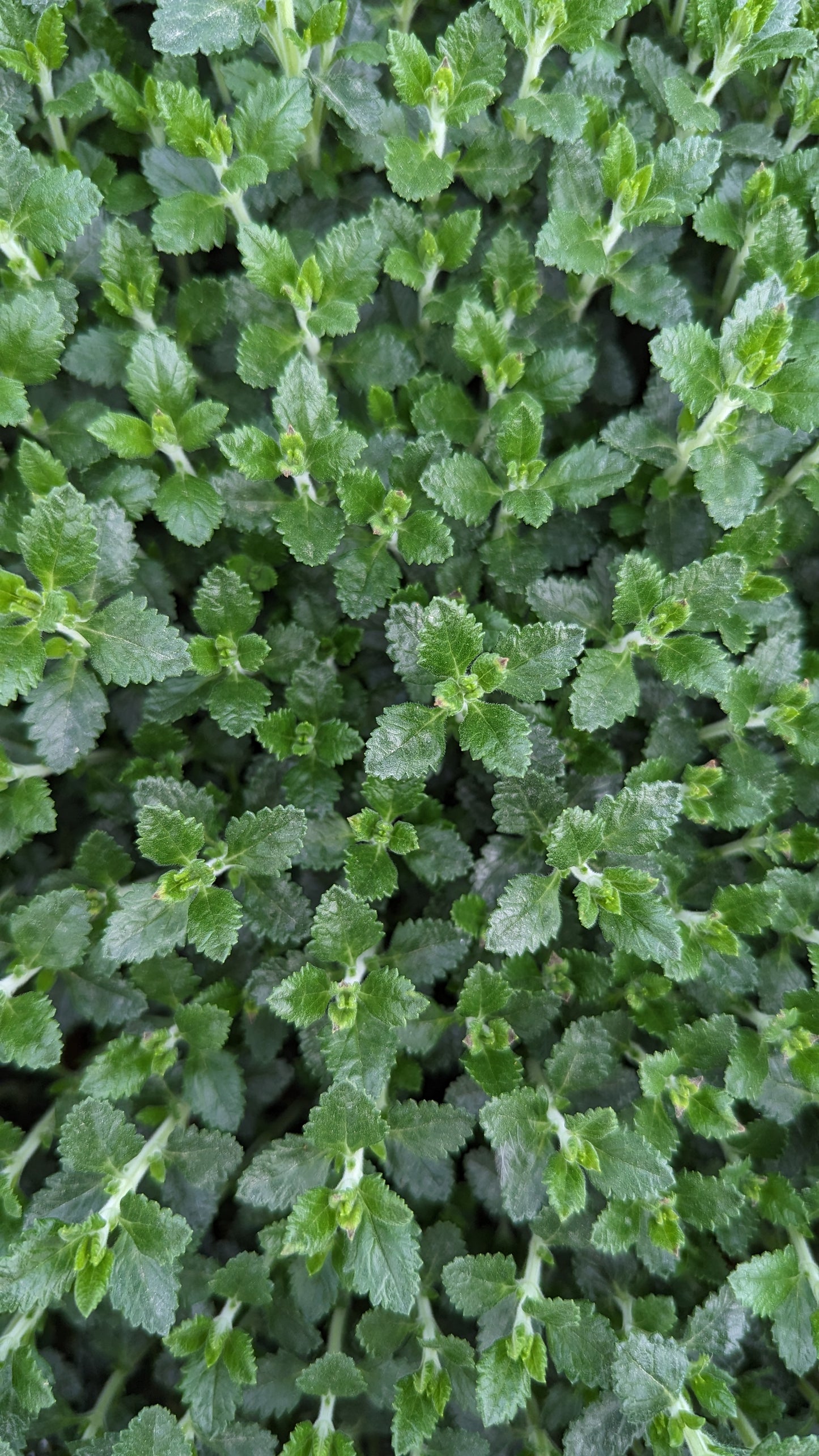 Teucrium chamaedrys