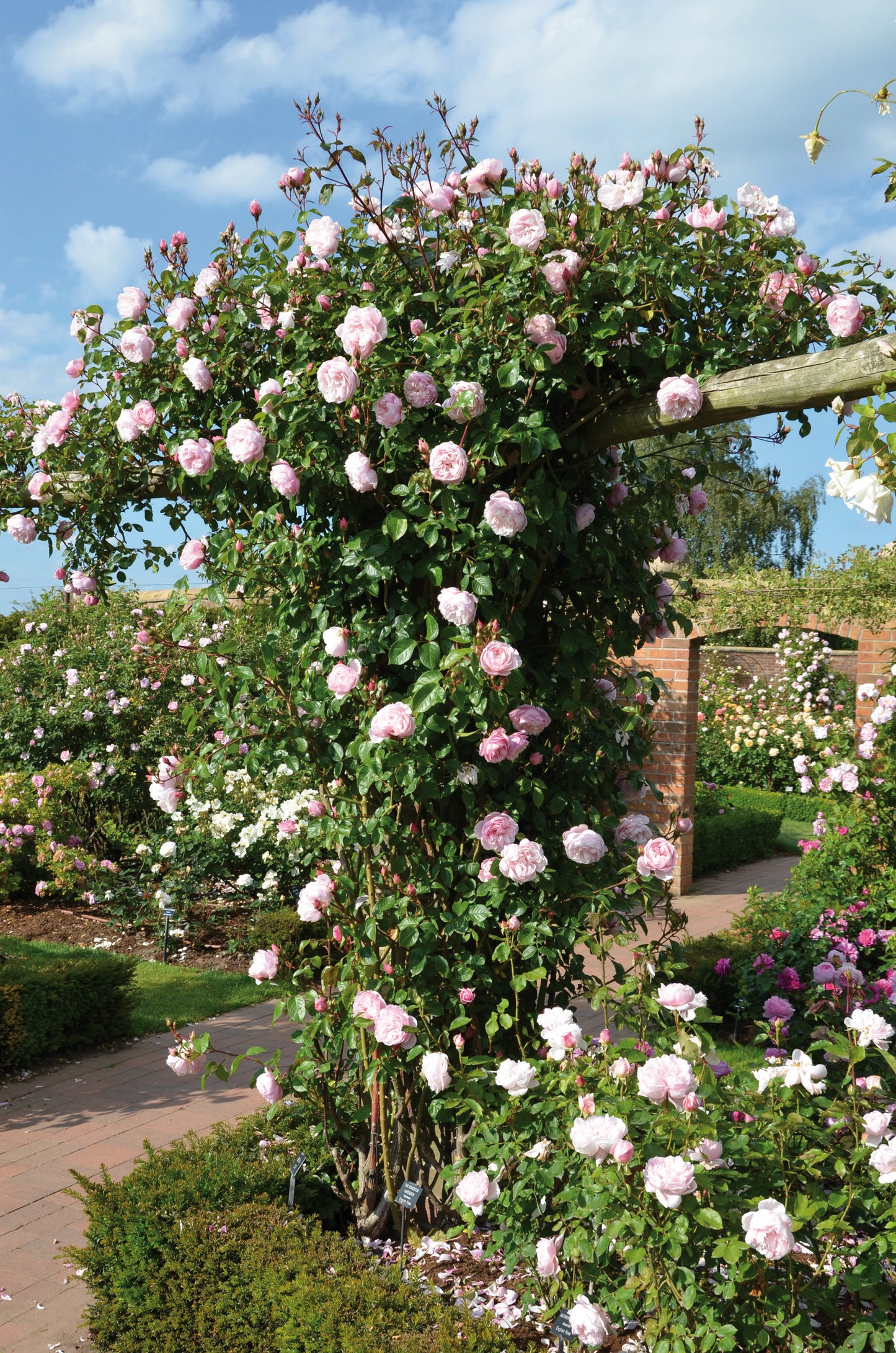 The Generous Gardener® English Rose