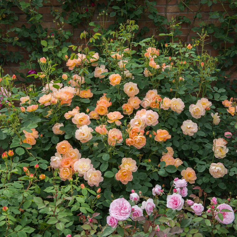 Bush of peach and pink roses with green leaves against a brick wall.
