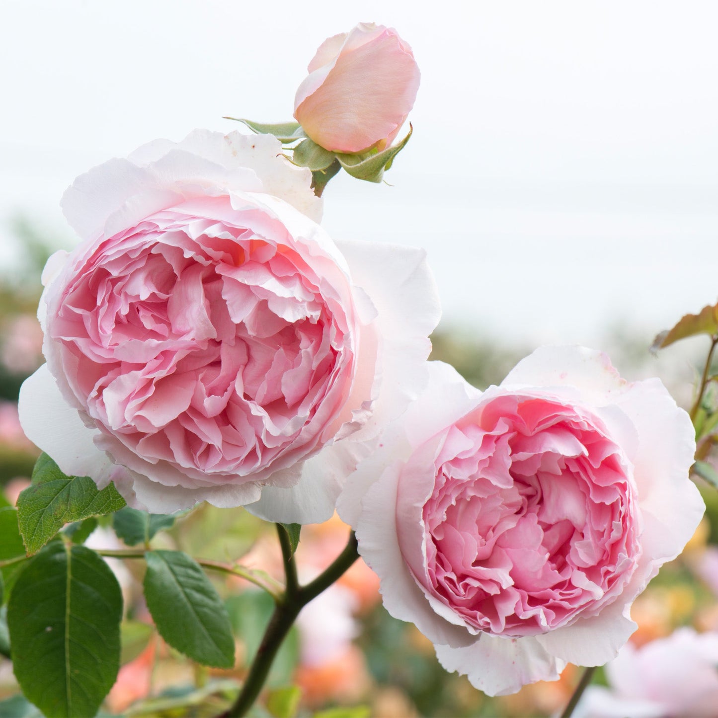 Close-up of pink and light pink roses with a blurred background