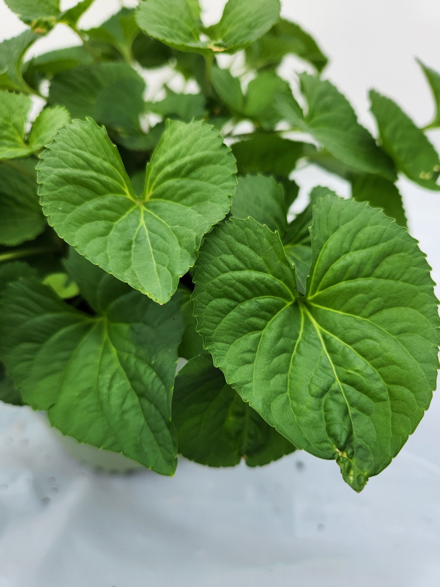 Threadleaf Tickseed foliage close up