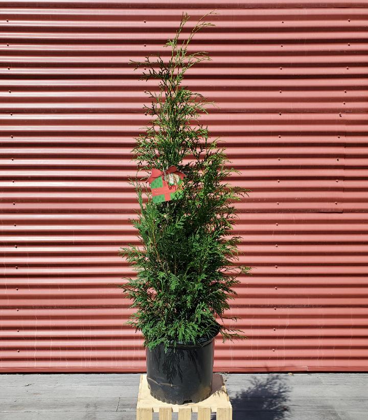 'American Pillar' Arborvitae