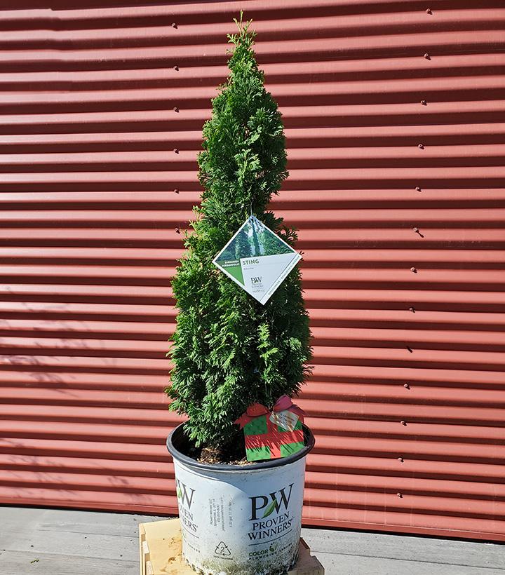 Thuja occidentalis Sting™