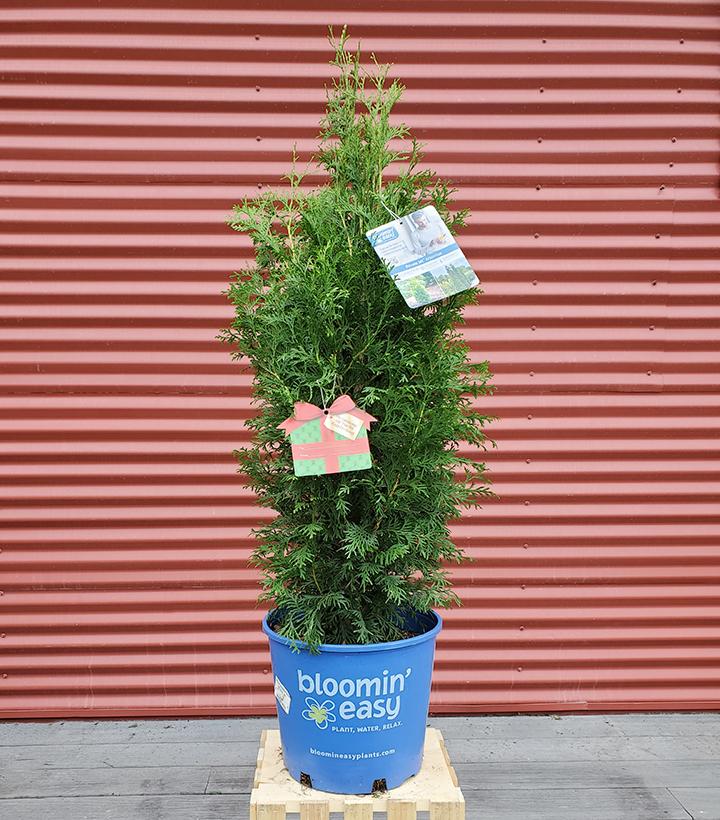 Arborvitae