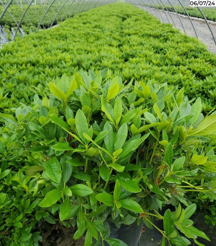 Top view of white rhododendron flower cluster and green leaves