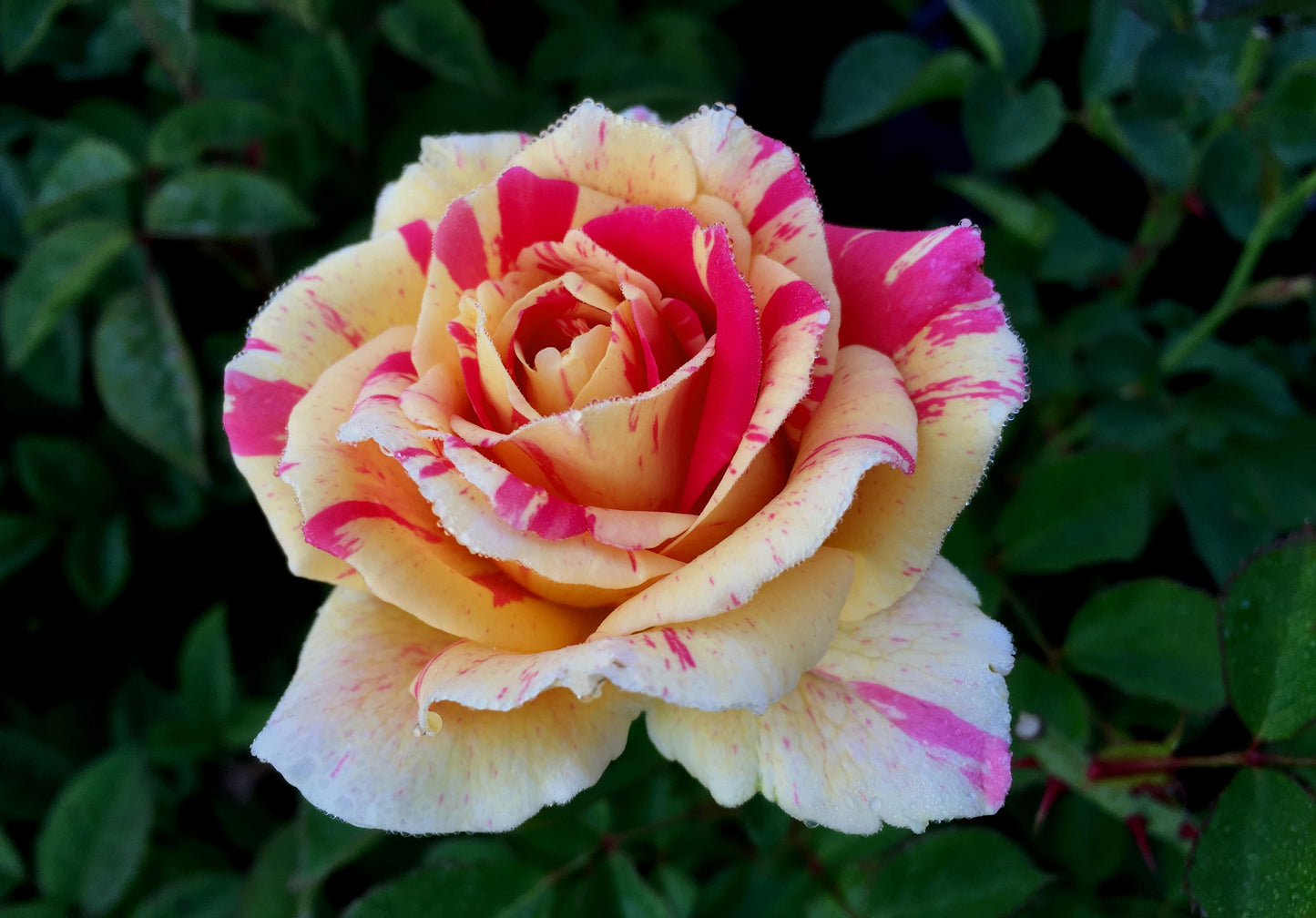 Climbing Rose True Delight