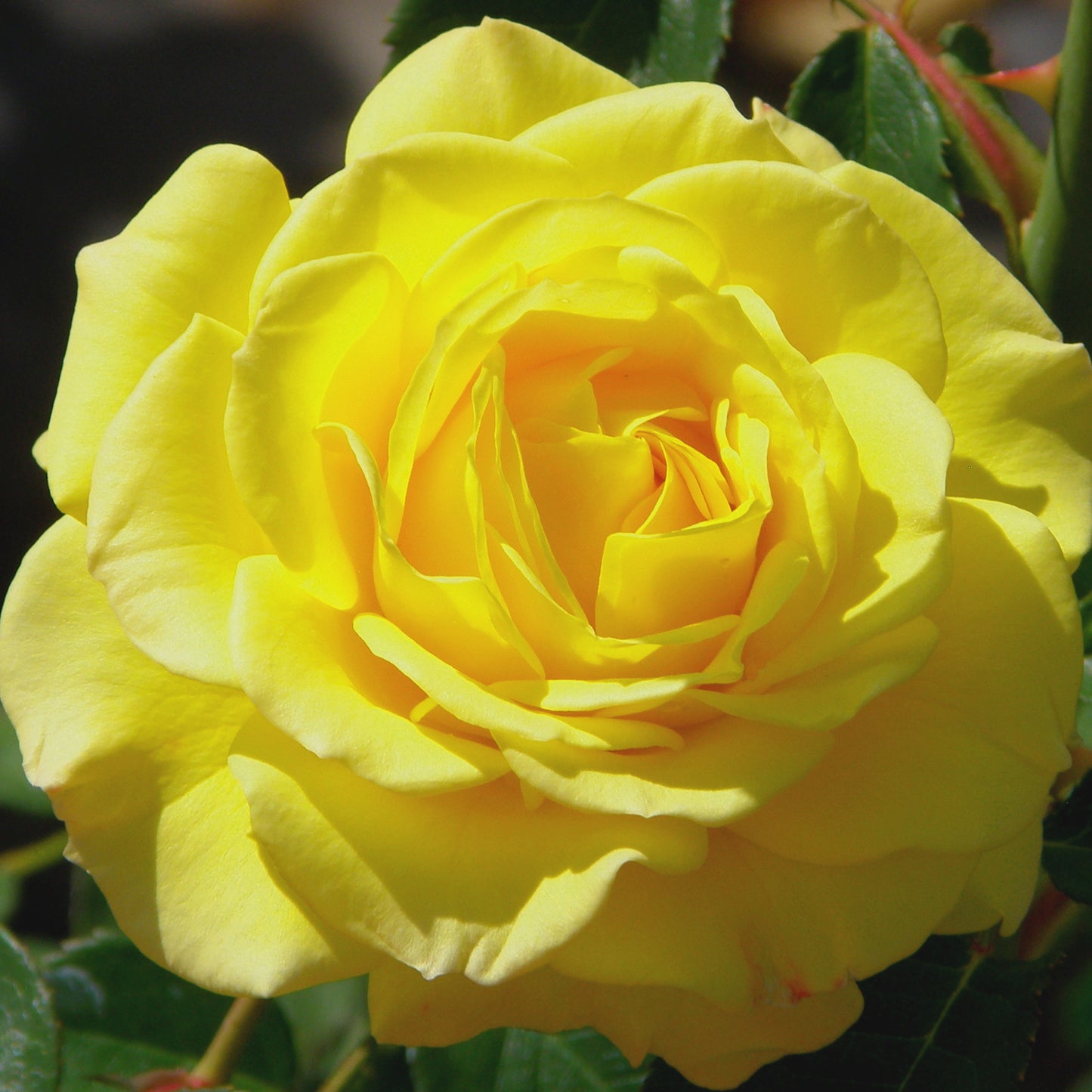 True Bloom™ True Joy floribunda rose