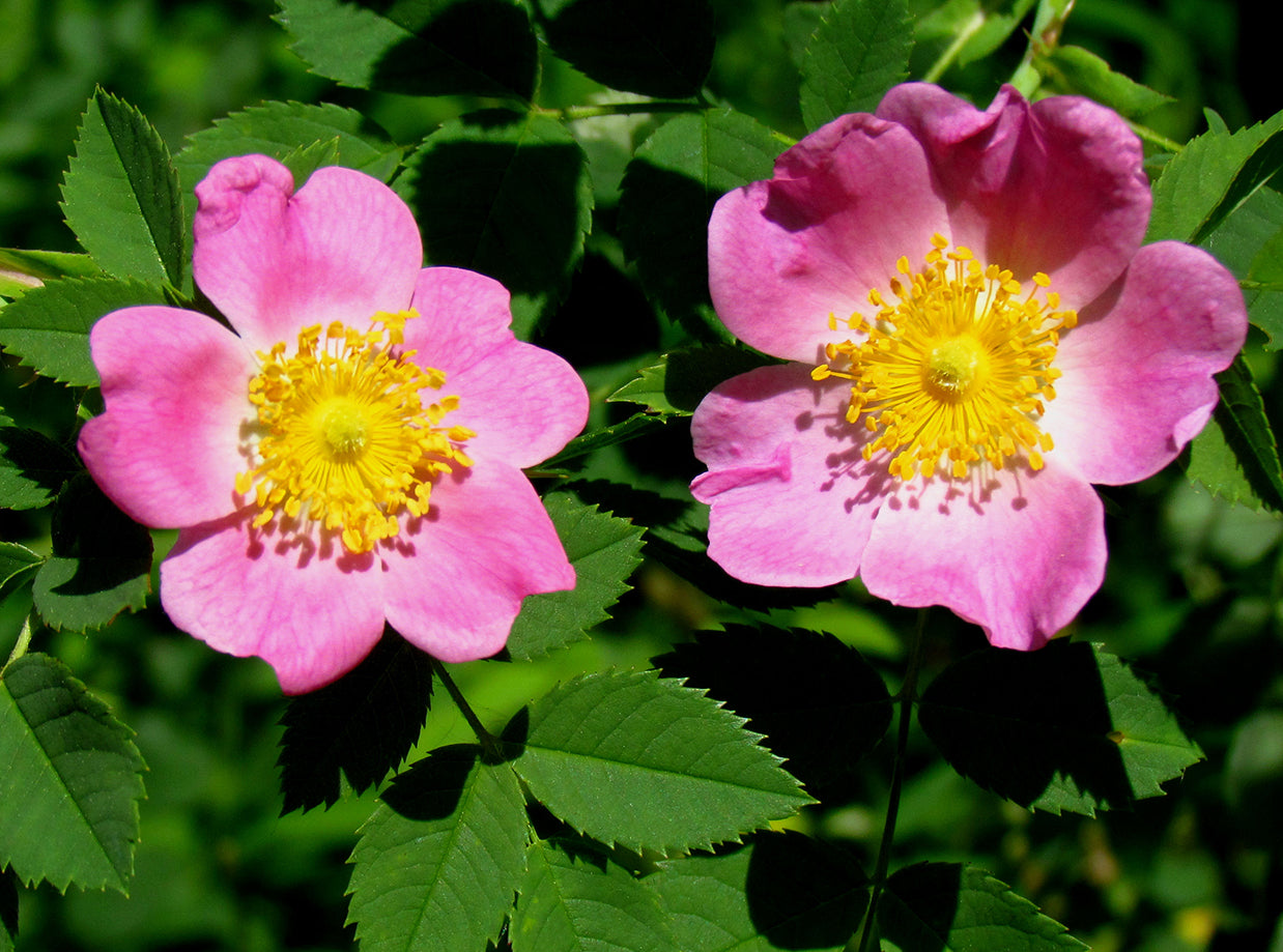 Two pink flowers with yellow centers on a green leafy background
