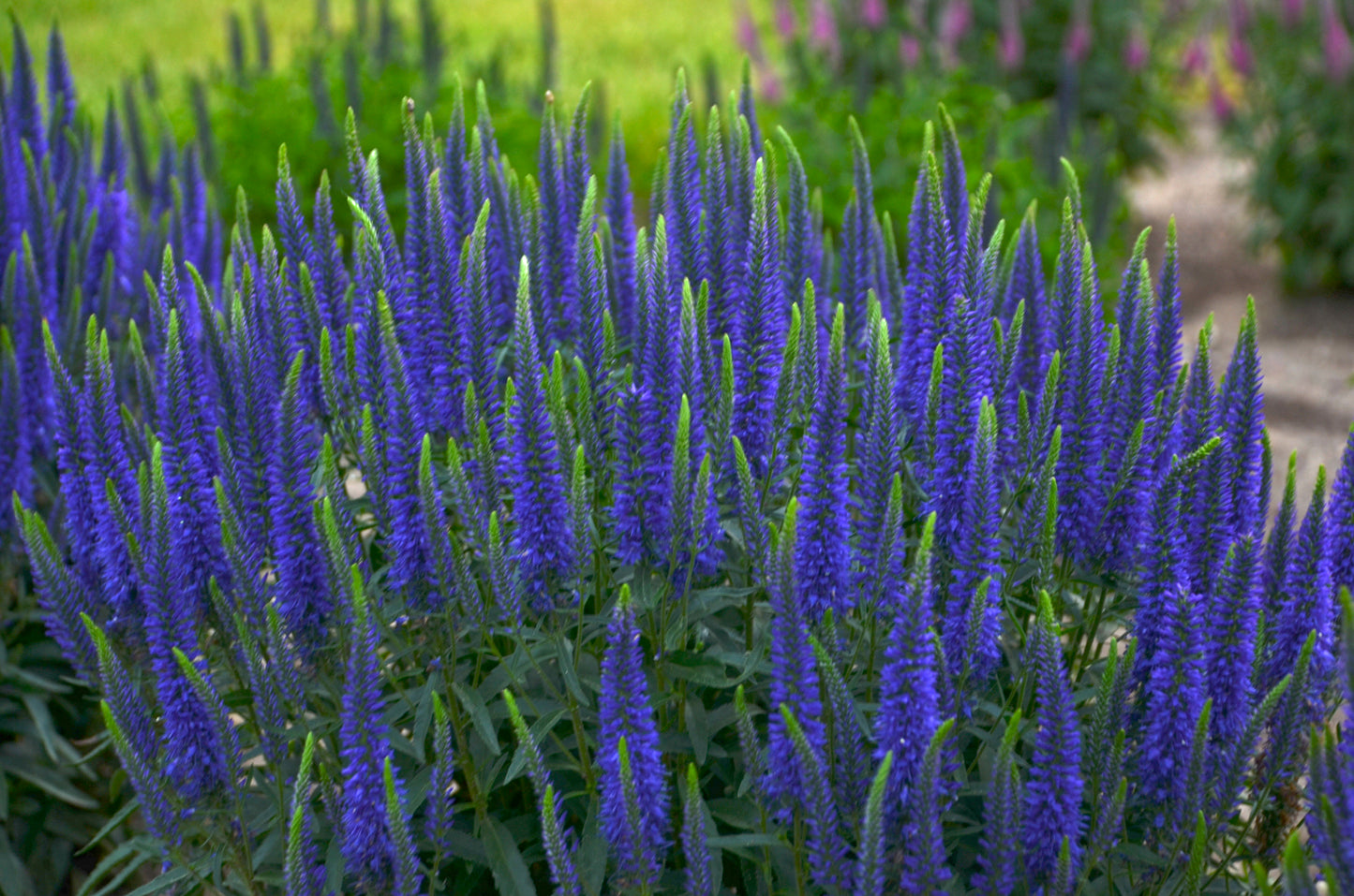 Wizard of Ahhs Spike Speedwell