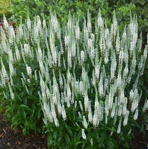 Veronica hybrid Magic Show® White Wands
