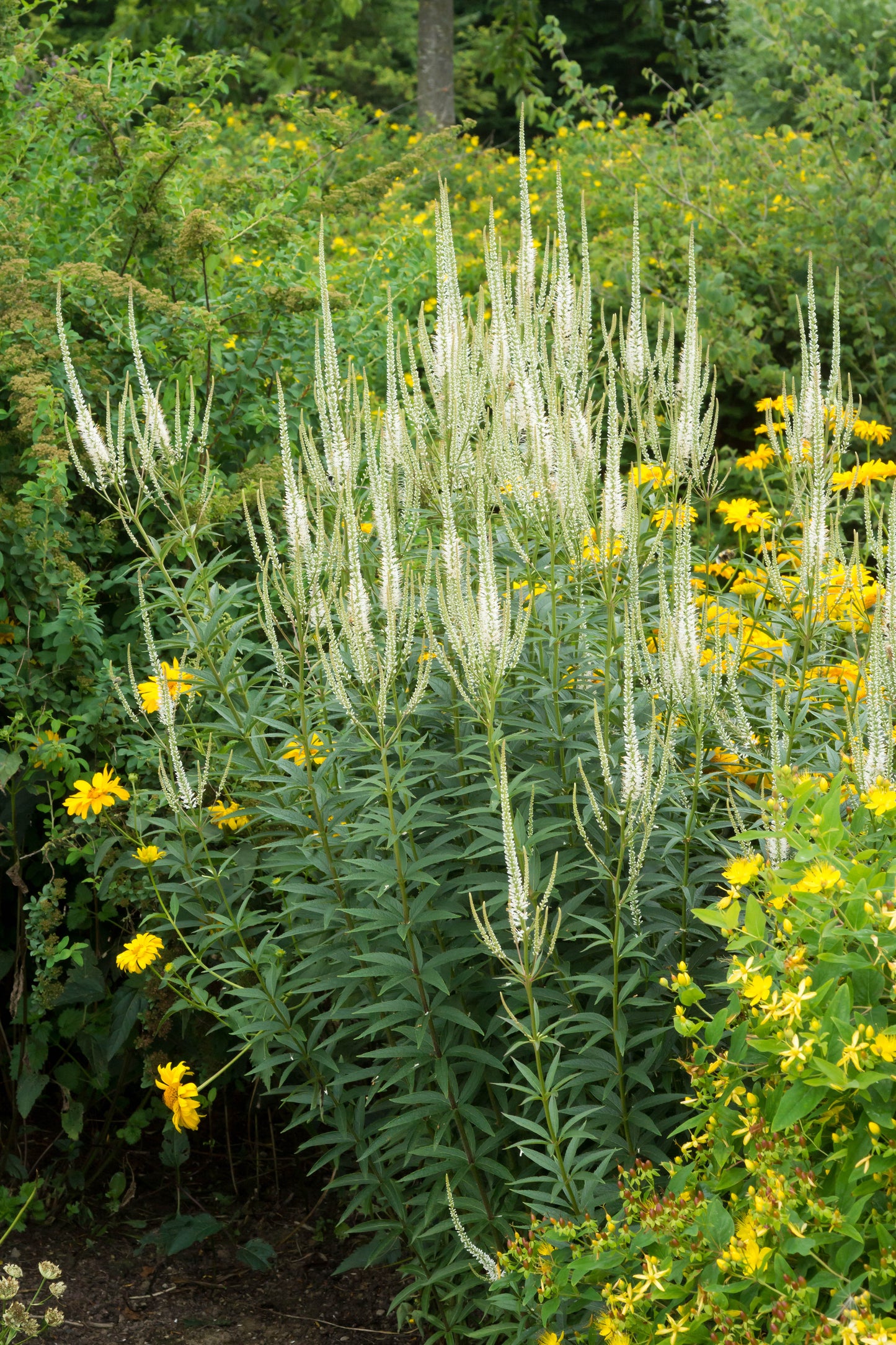 Veronicastrum Virginicum 'Album'