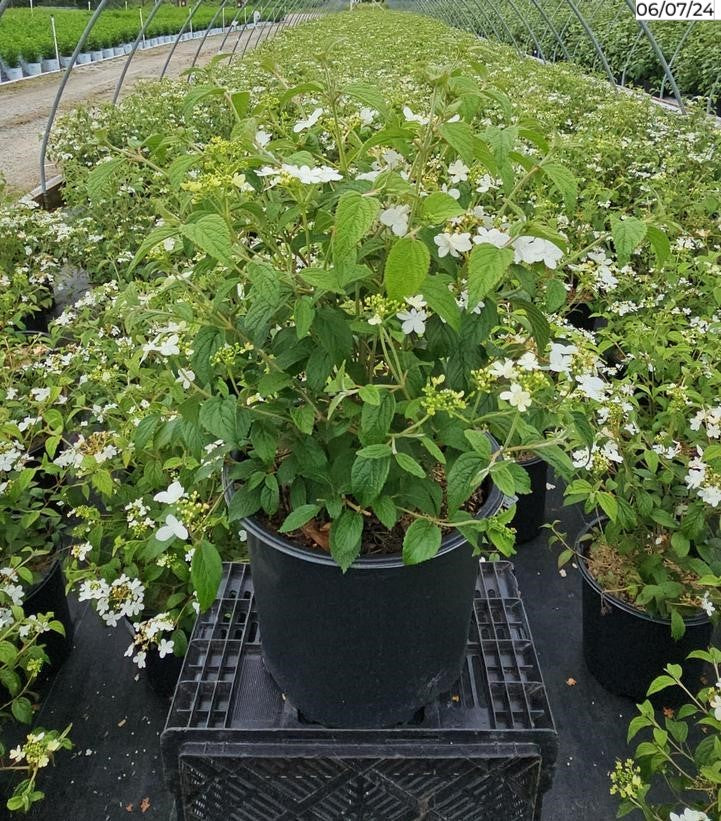 Viburnum p. t. Summer Snowflake