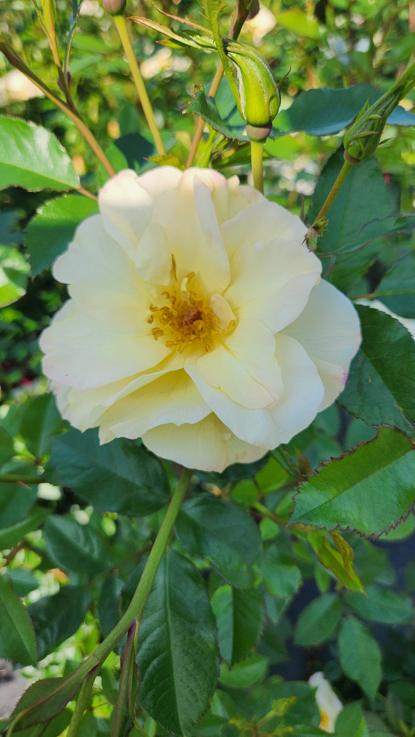 White flower with a yellow center surrounded by green leaves