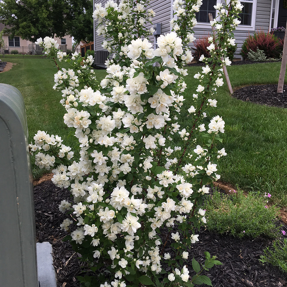 White flowering shrub in a garden setting with a house in the background