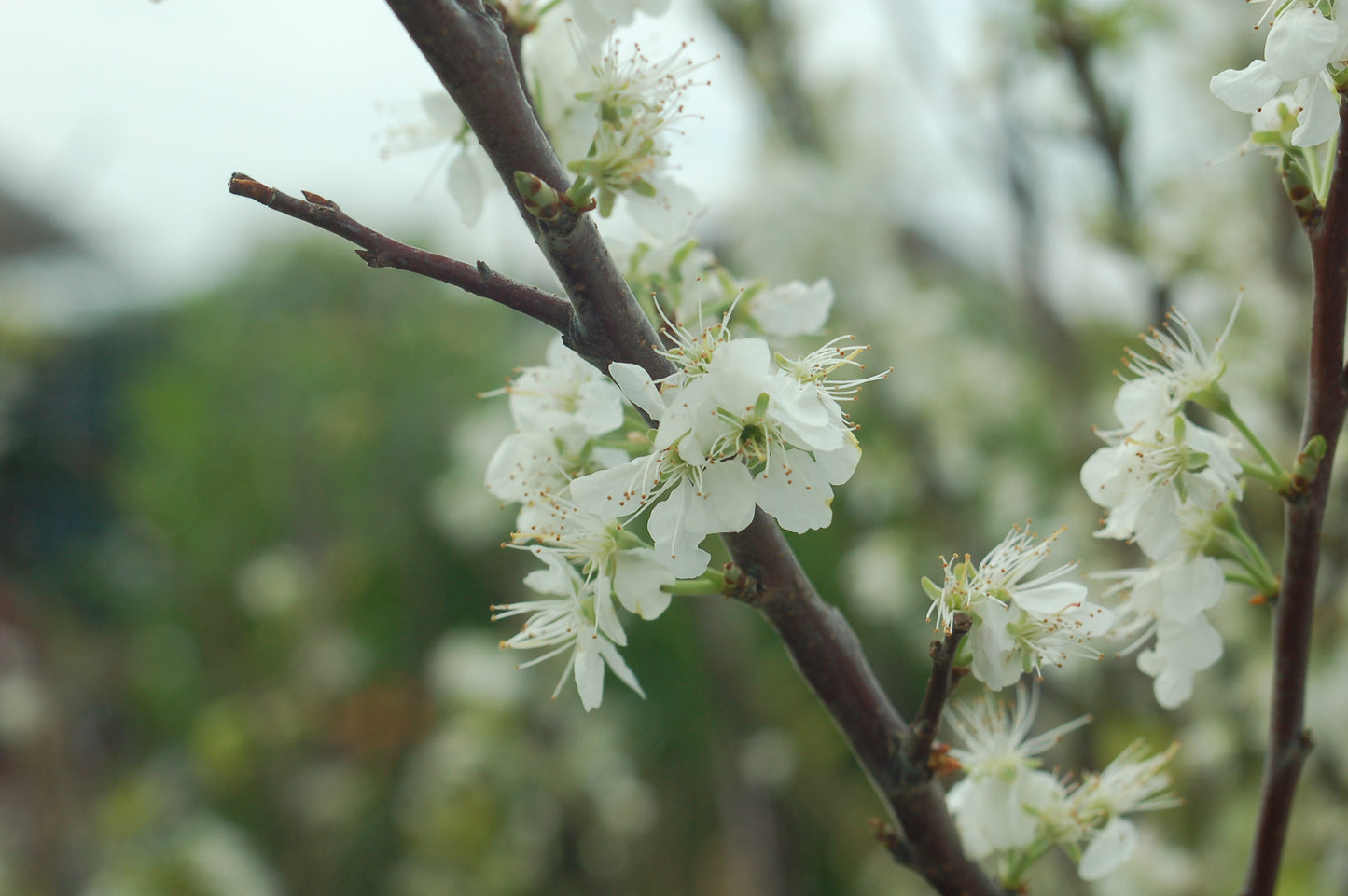 White flowers on a branch with a blurred green background