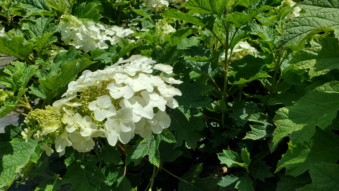 White flowers with green leaves in a natural setting
