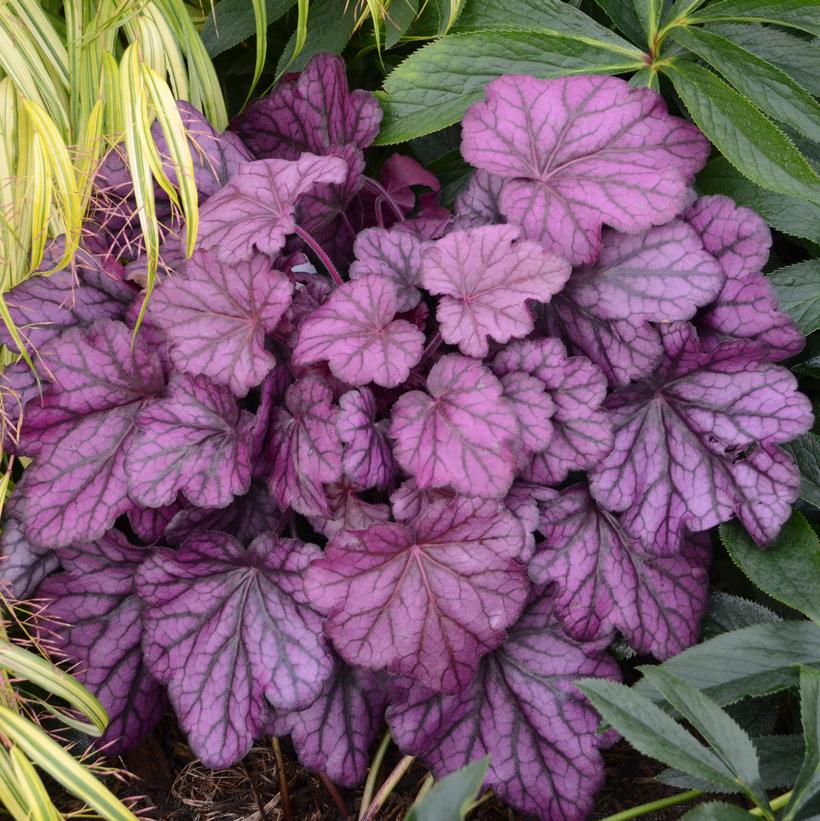 Wild Rose Coral Bells foliage