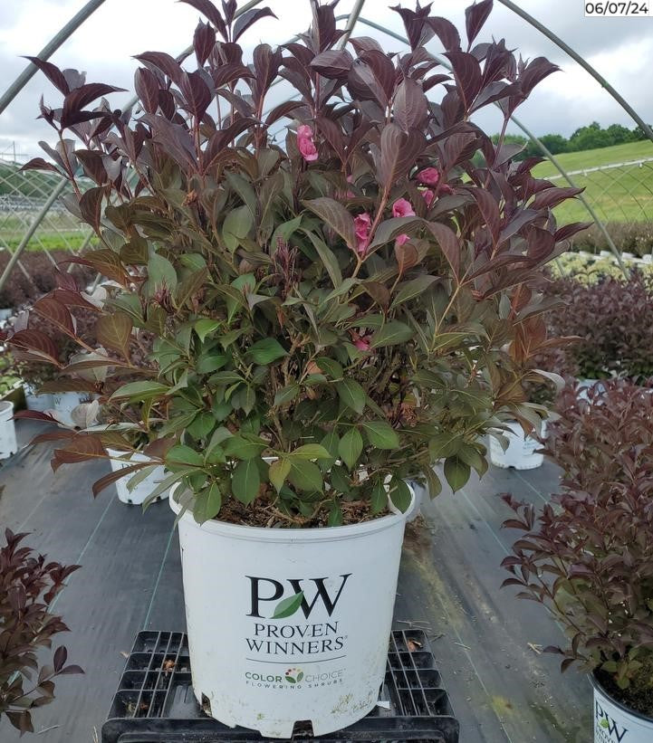 Wine & Roses® Weigela burgundy foliage