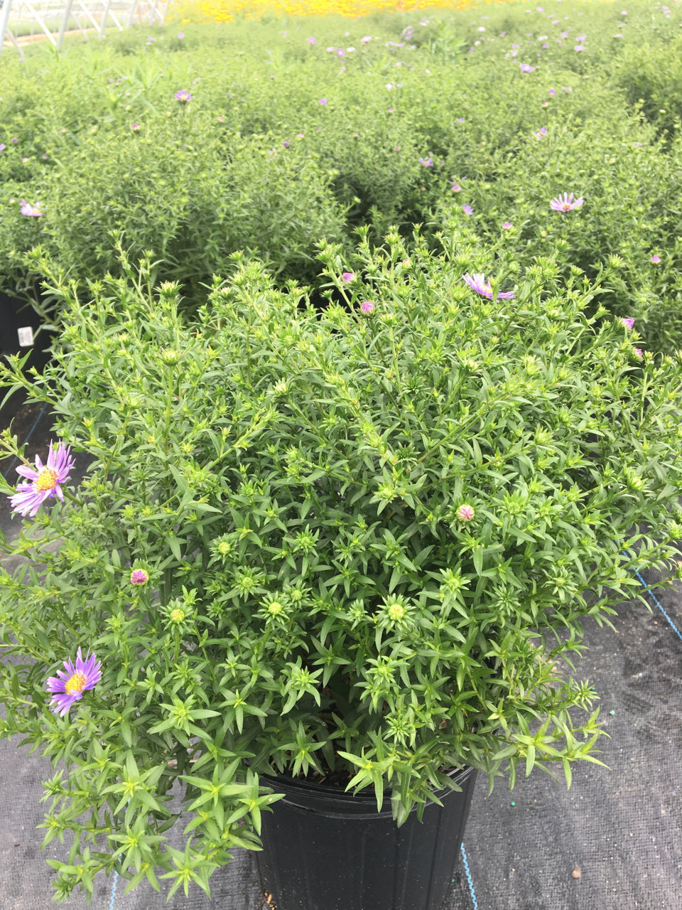Wood's Blue Aster in the garden