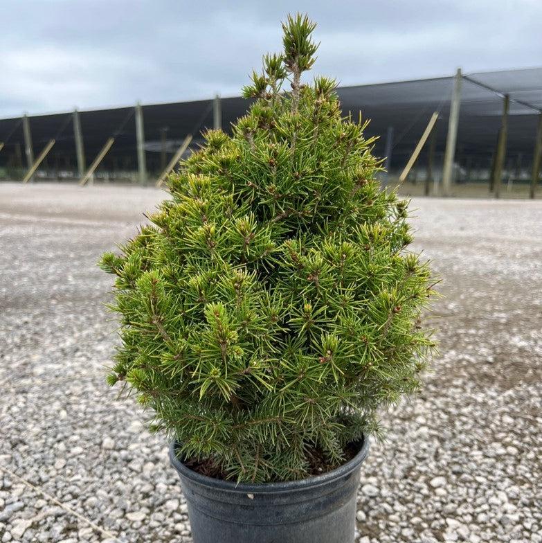 Dwarf Alberta Spruce