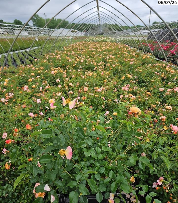 Amber Flower Carpet Rose