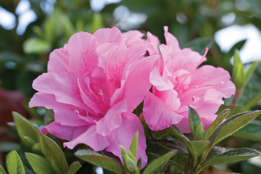 Autumn Carnation® Reblooming Azalea