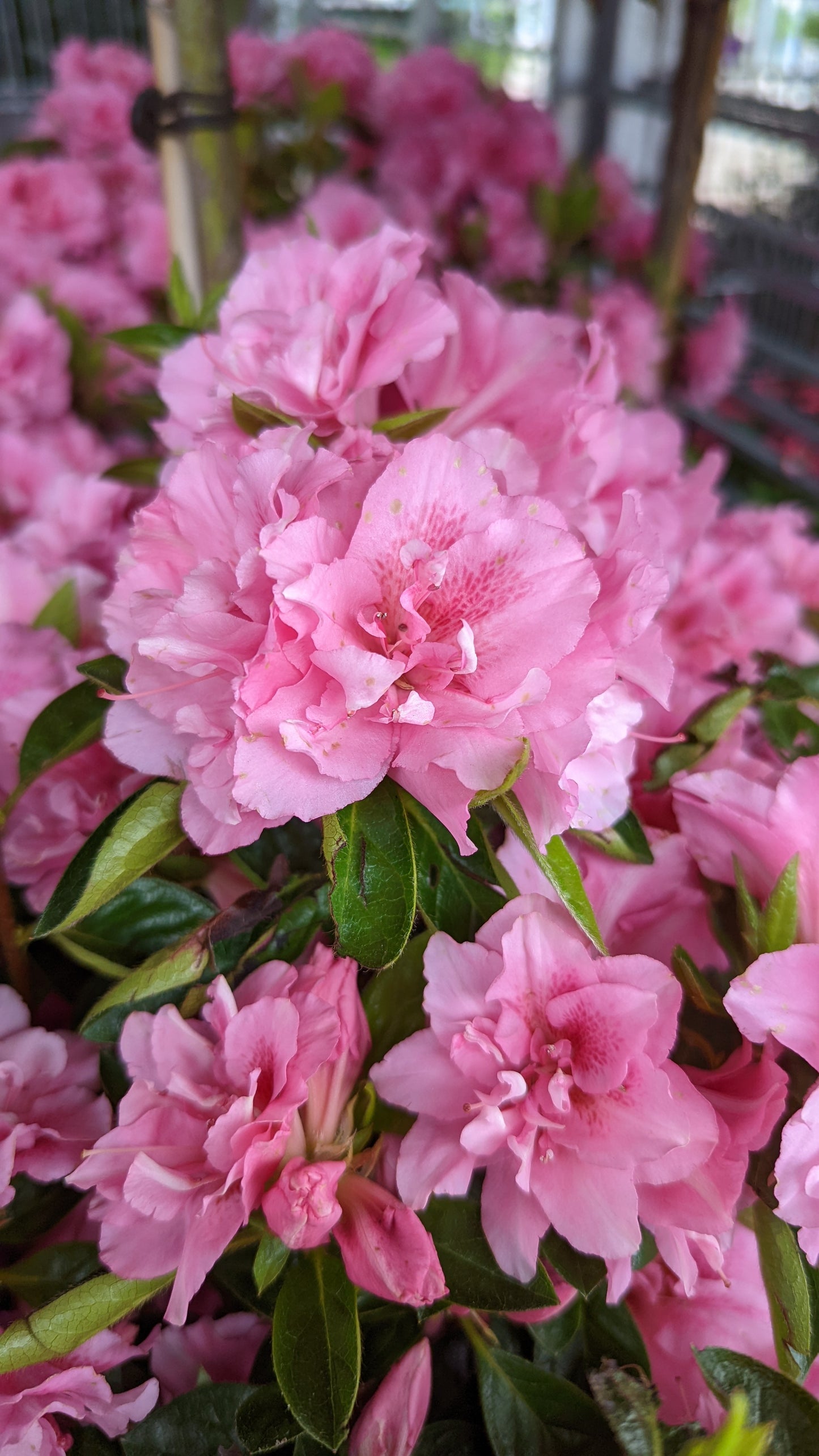 Autumn Carnation® Reblooming Azalea