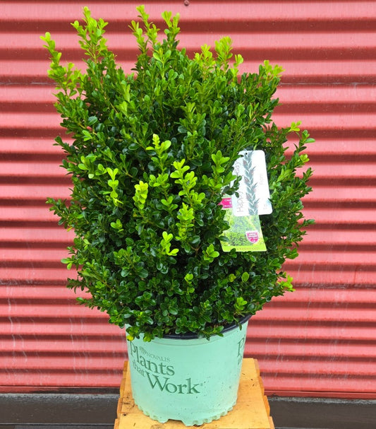Cranberry Creek Boxwood