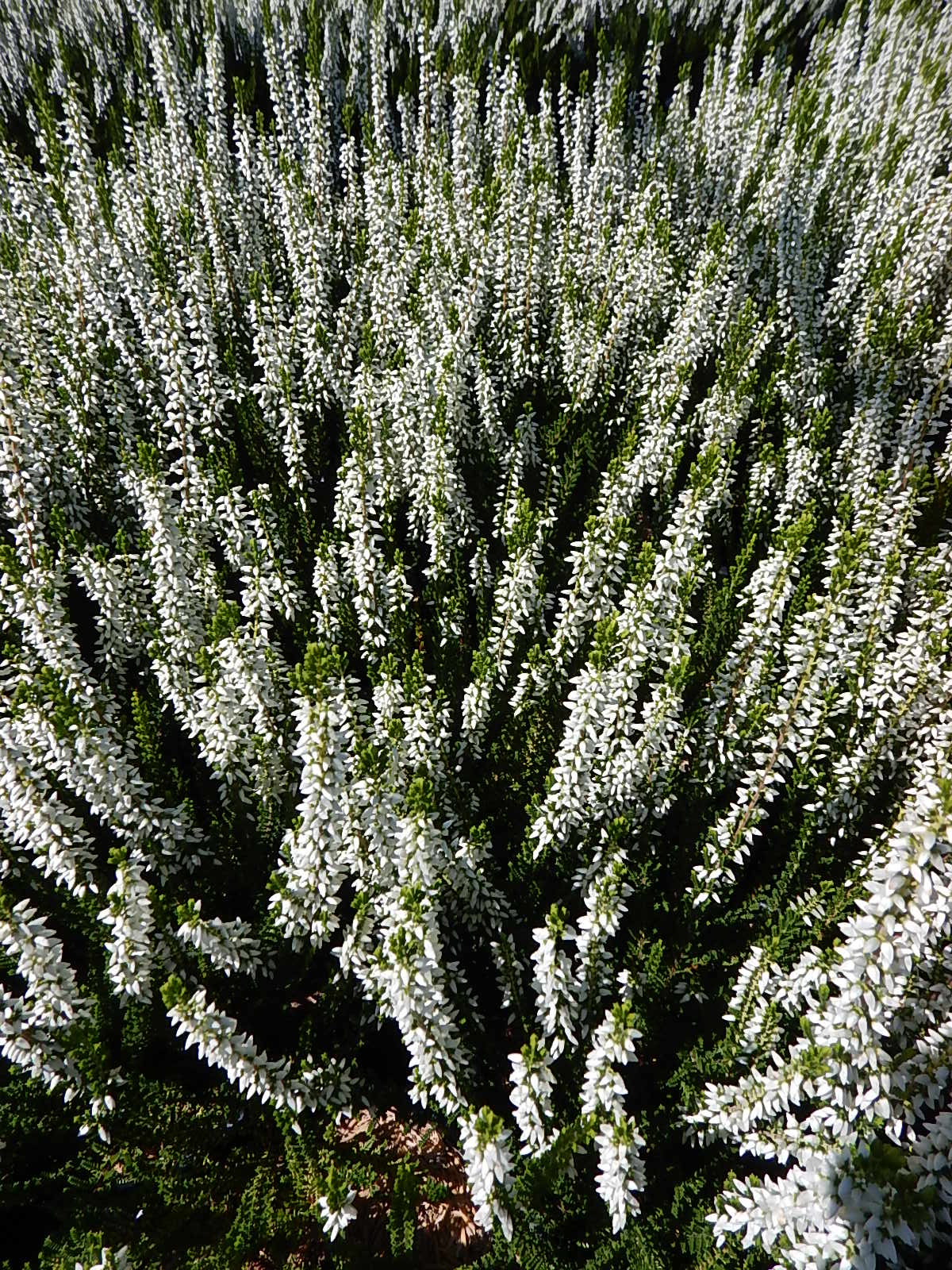 Veluwe Heather