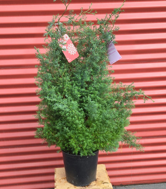 Blue Feathers Hinoki Cypress