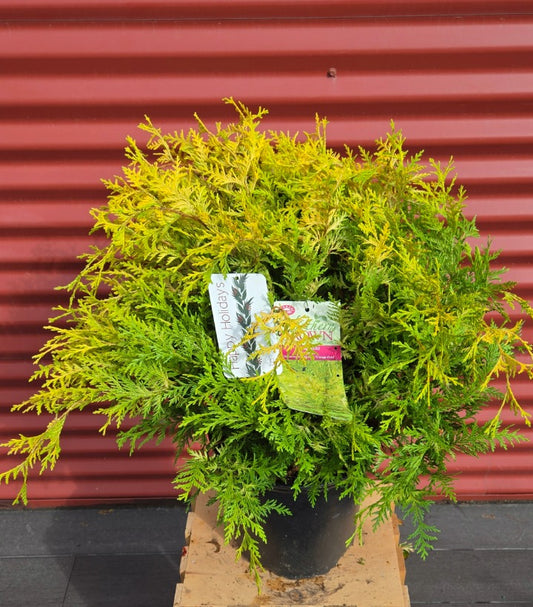 Vintage Gold Cypress