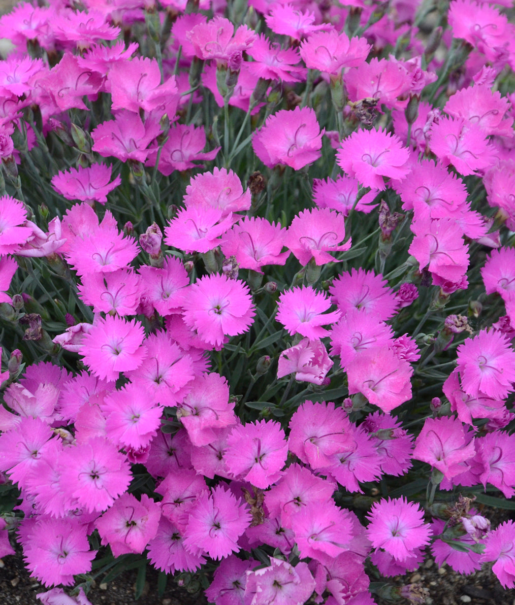 Paint the Town Fuchsia Pinks