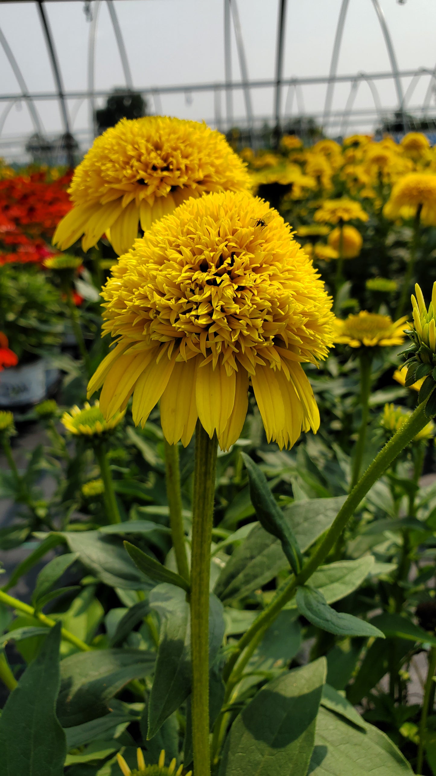Cara Mia™ Yellow Double Coneflower