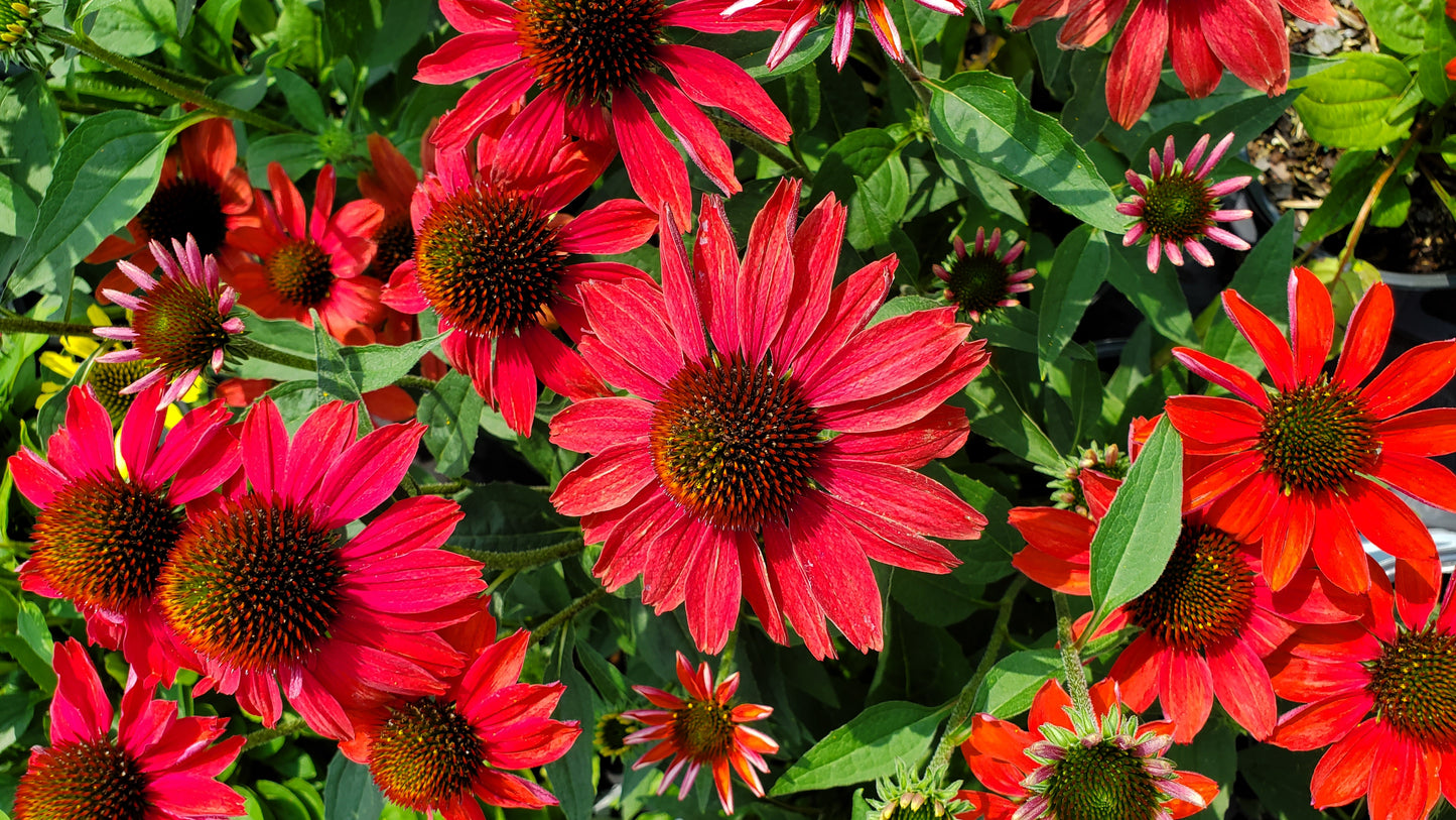 Frankly Scarlet Coneflower