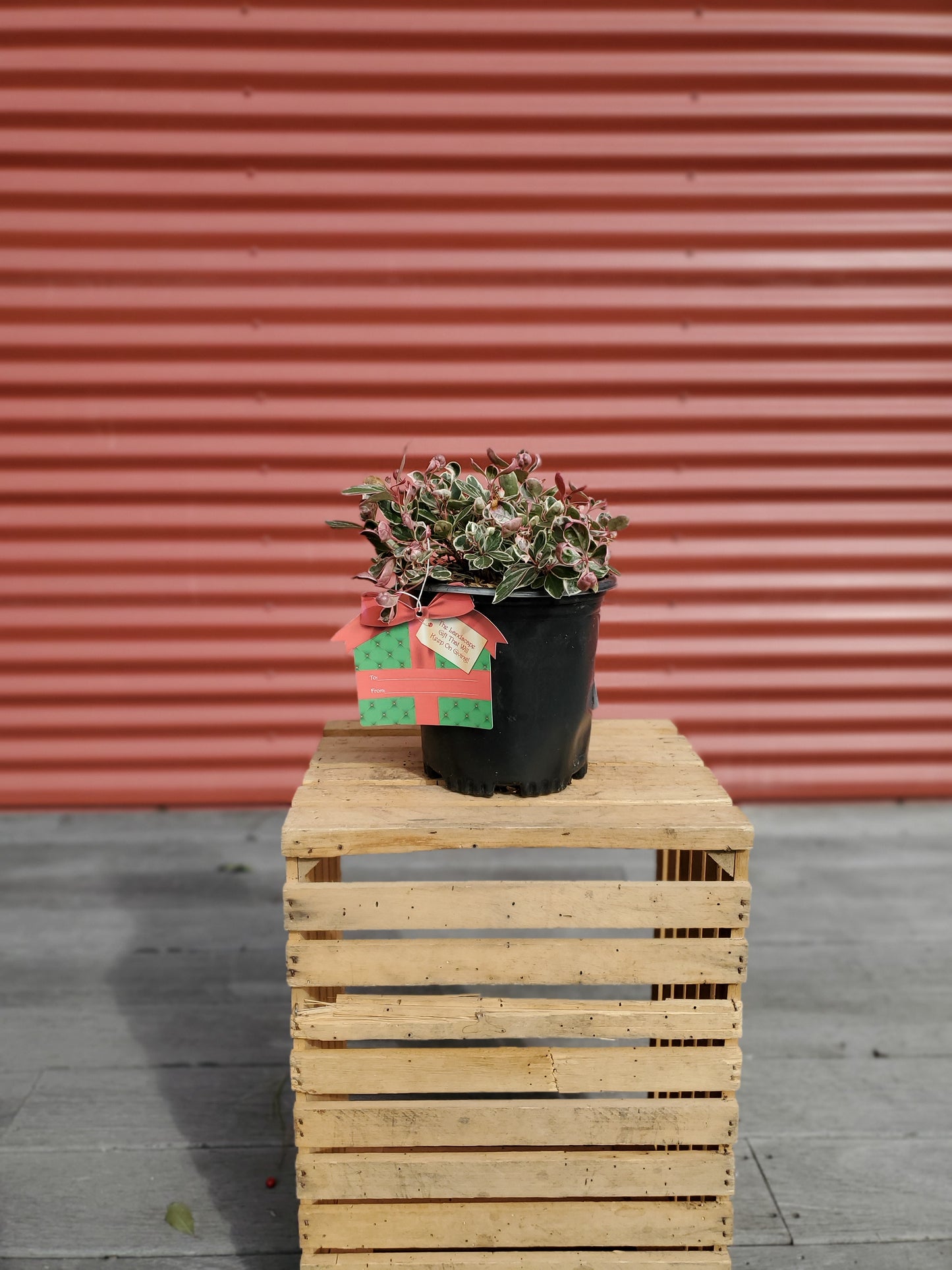 Winter Splash™ Variegated Wintergreen