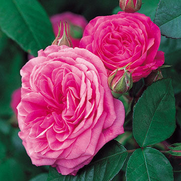Gertude Jekyll® English Rose