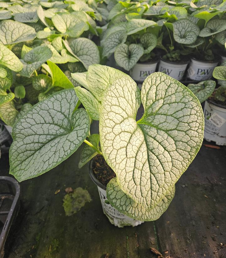 Jack of Diamonds Heartleaf Brunnera
