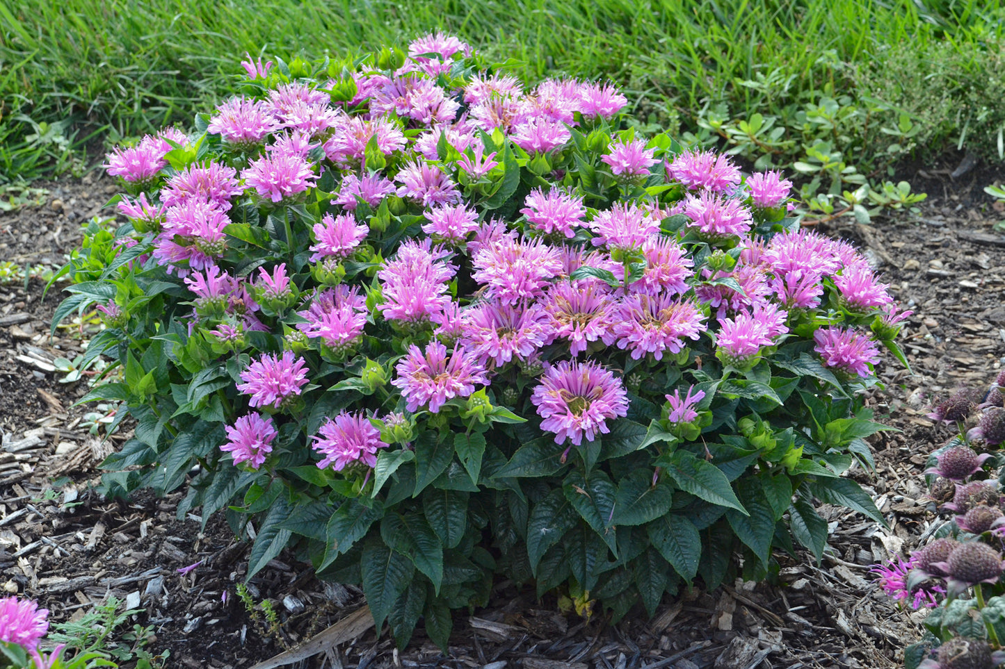 'Pardon My Lavender II' Bee Balm